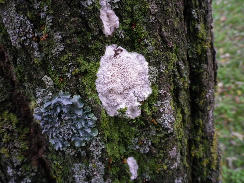 Su tronco di pseudoacacia